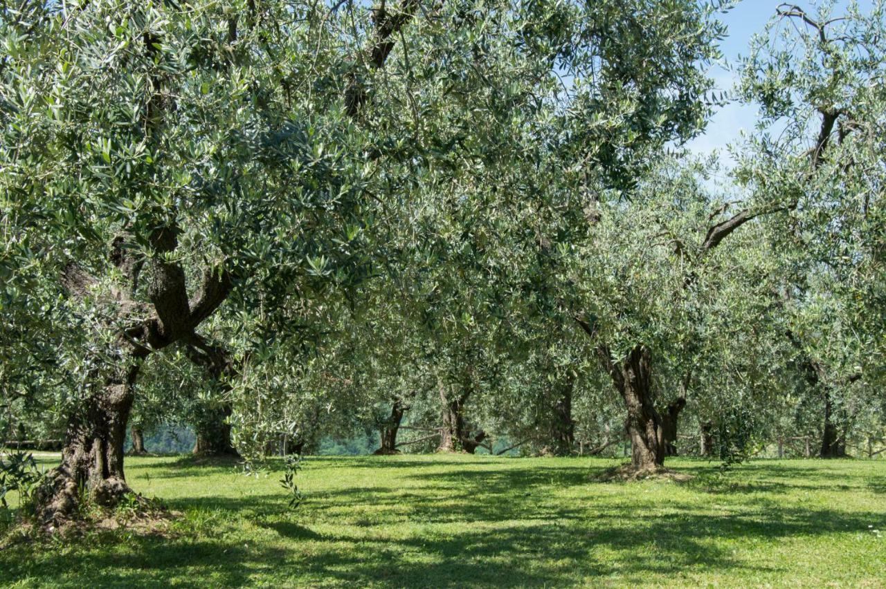 Agriturismo Podere La Casa Palaia Exteriér fotografie
